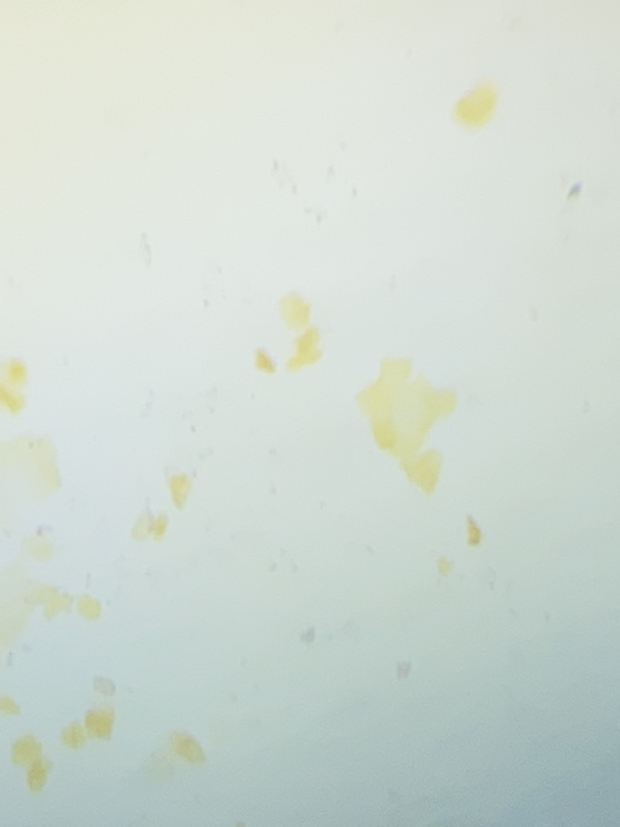 显微镜下的人体口腔上皮细胞,叶横切临时装片,鸡蛋结构