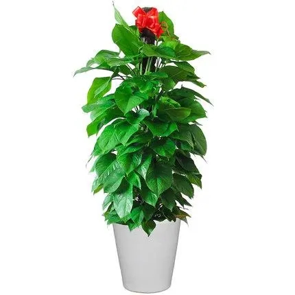 心连心盆栽好养吗