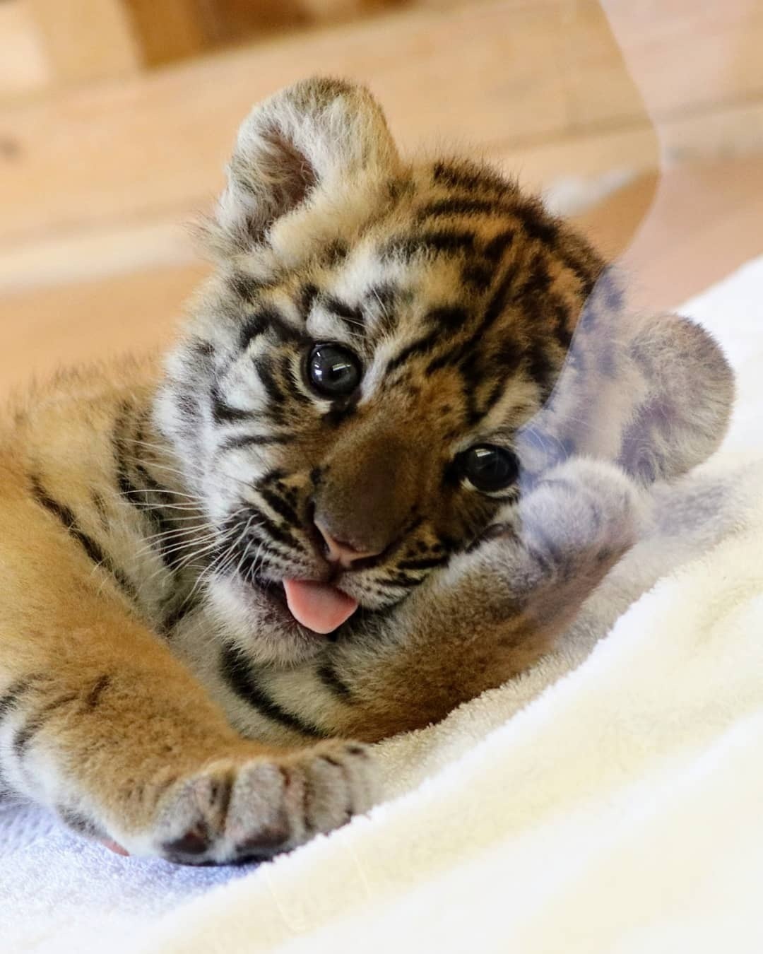 呆萌可爱的小老虎,没想到老虎小时候是这个样子!