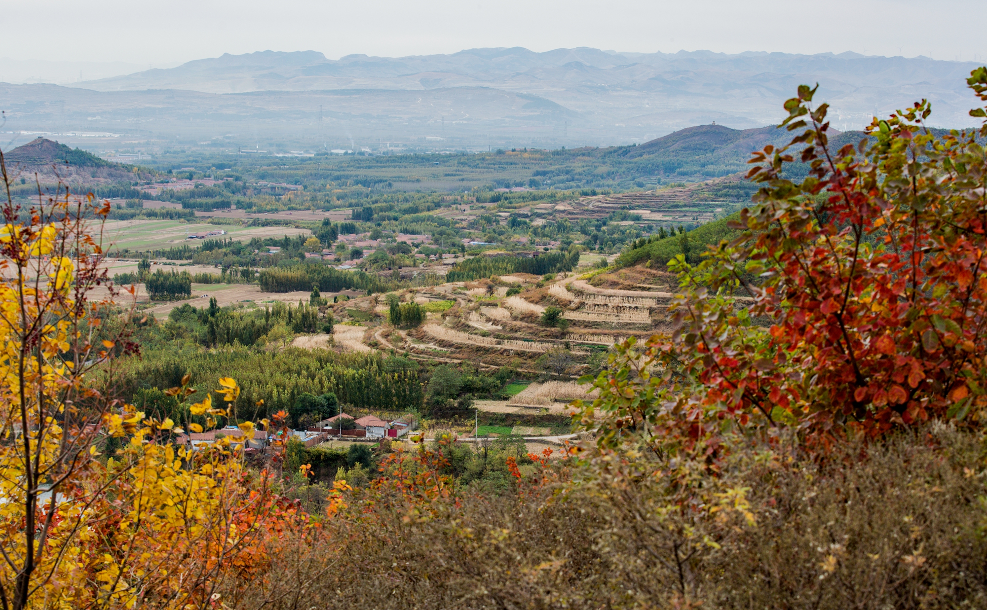 山东邹平:白云山麓 层林尽染