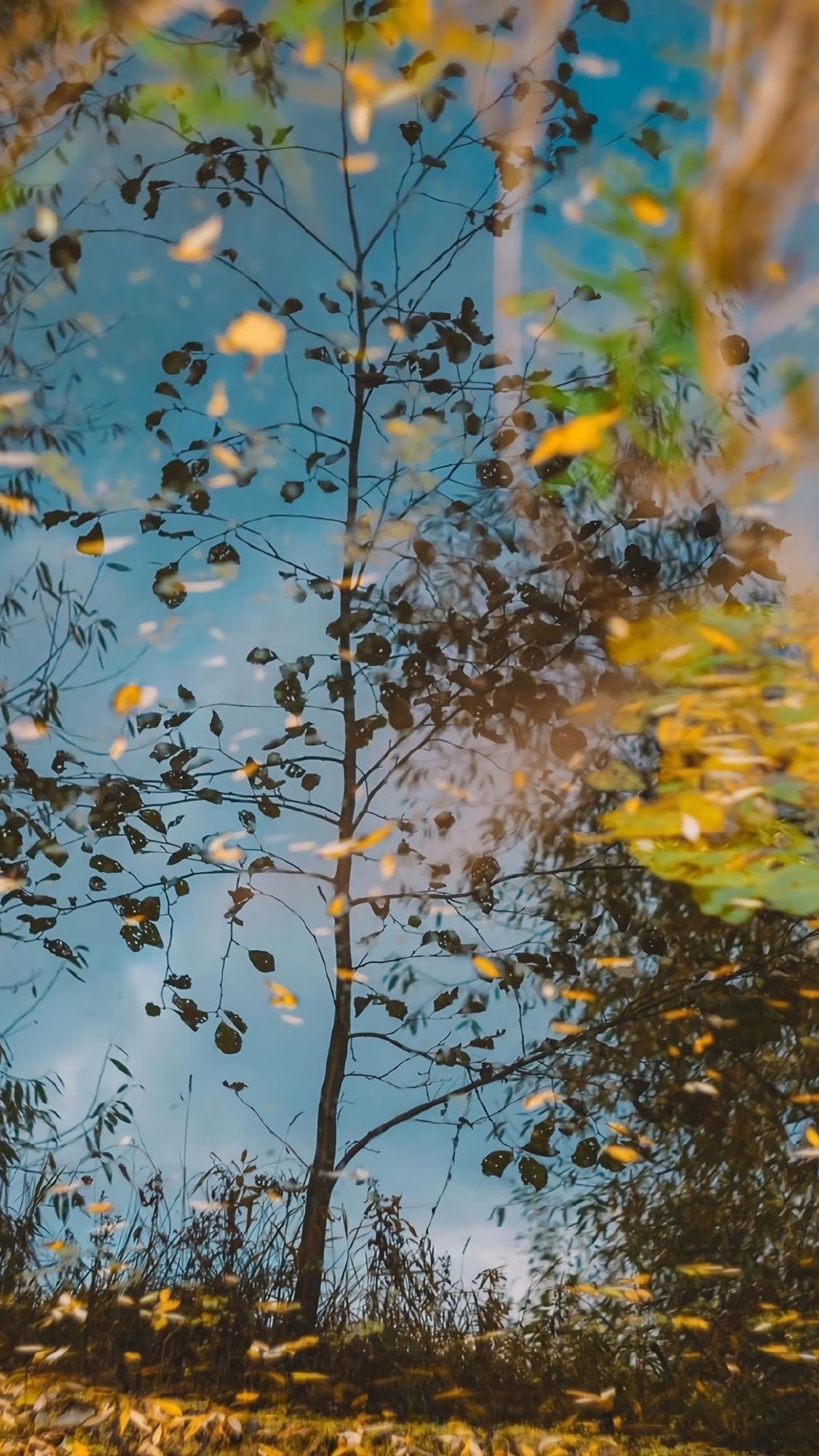 唯美森系风景壁纸,气质绿色锁屏