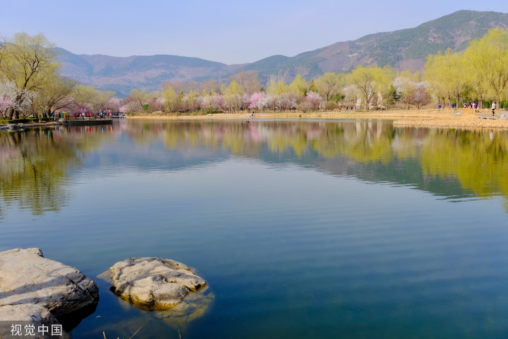 春意融融万物苏 国家植物园山桃花溪桃花绽放