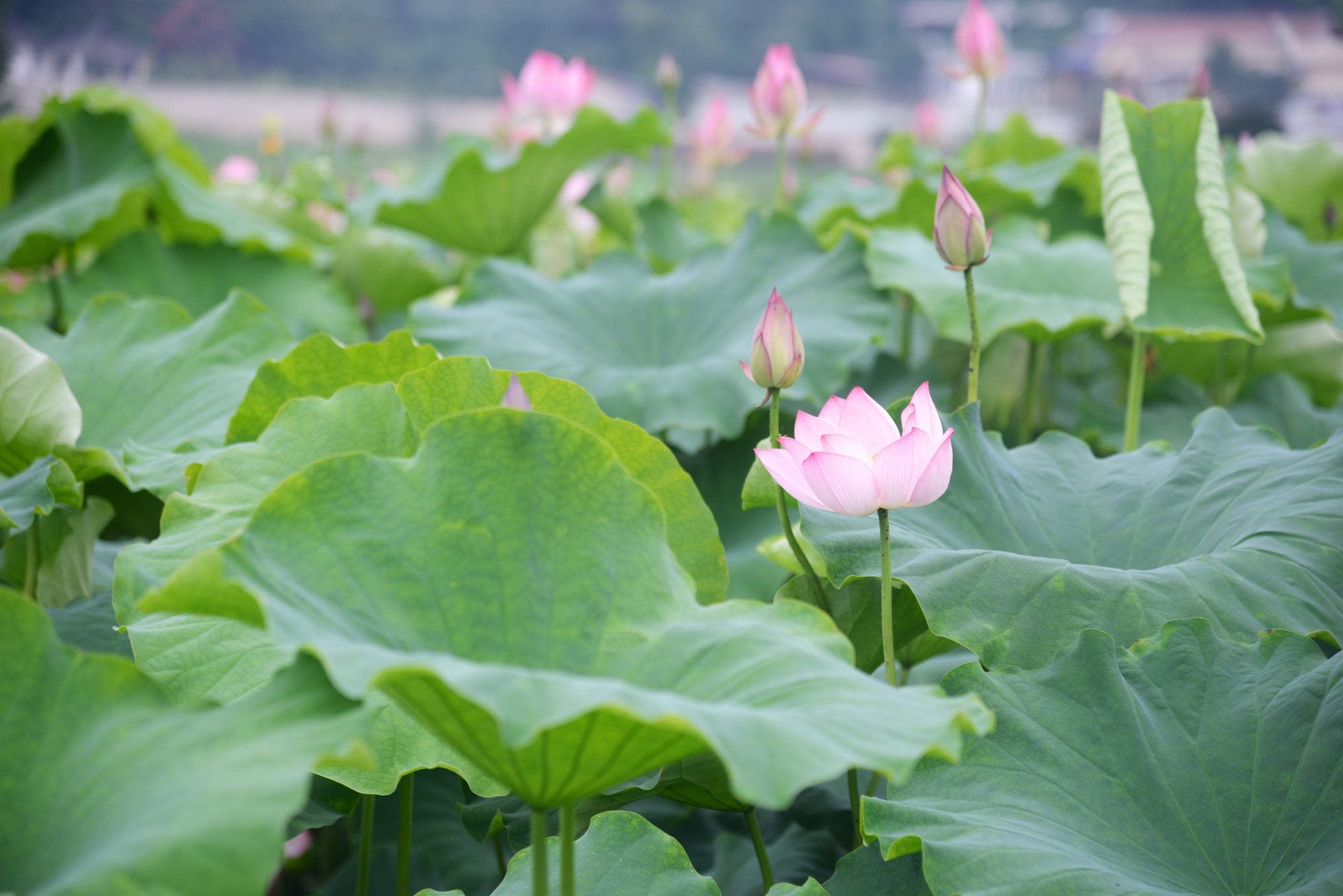 绵阳1个多小时到安州雎水镇的环湖碧荷园,几十亩荷塘等你免费看