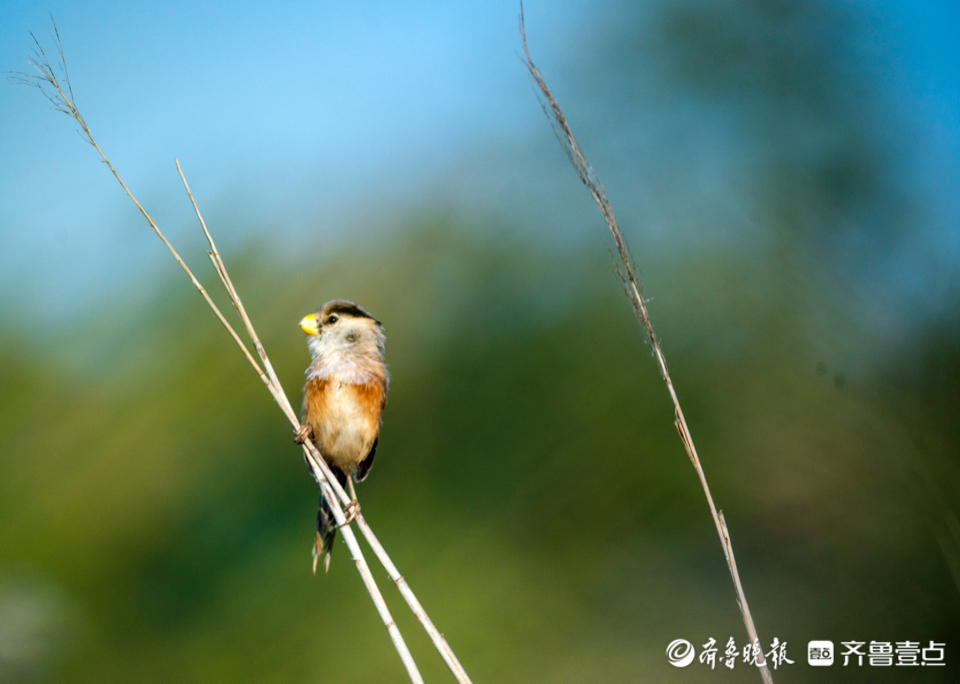 黄河口芦苇荡里,震旦鸦雀小鸟成群出窝了