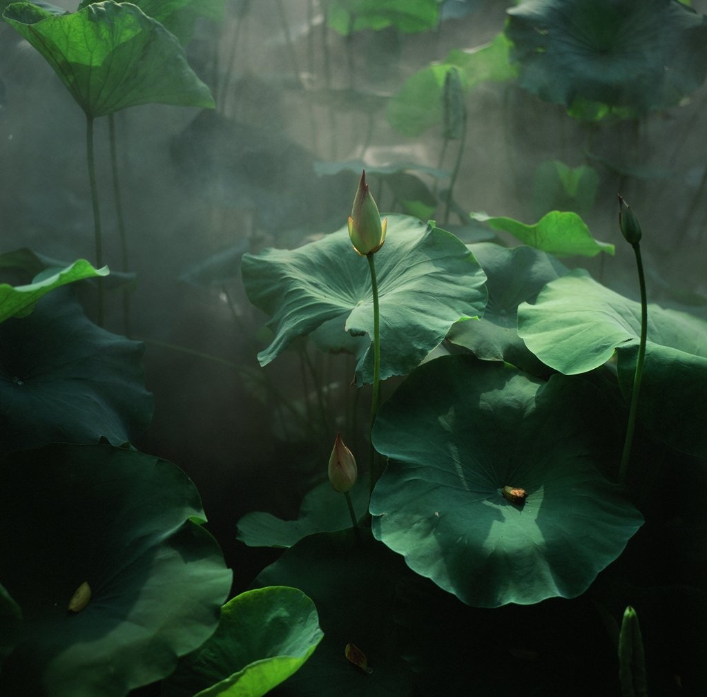 雾水香风消暑热,龙潭芙蕖醉游人