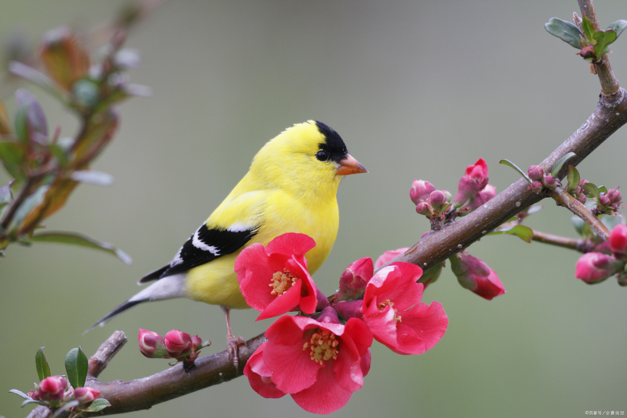 打起黄莺儿,莫教枝上啼.——唐代:金昌绪