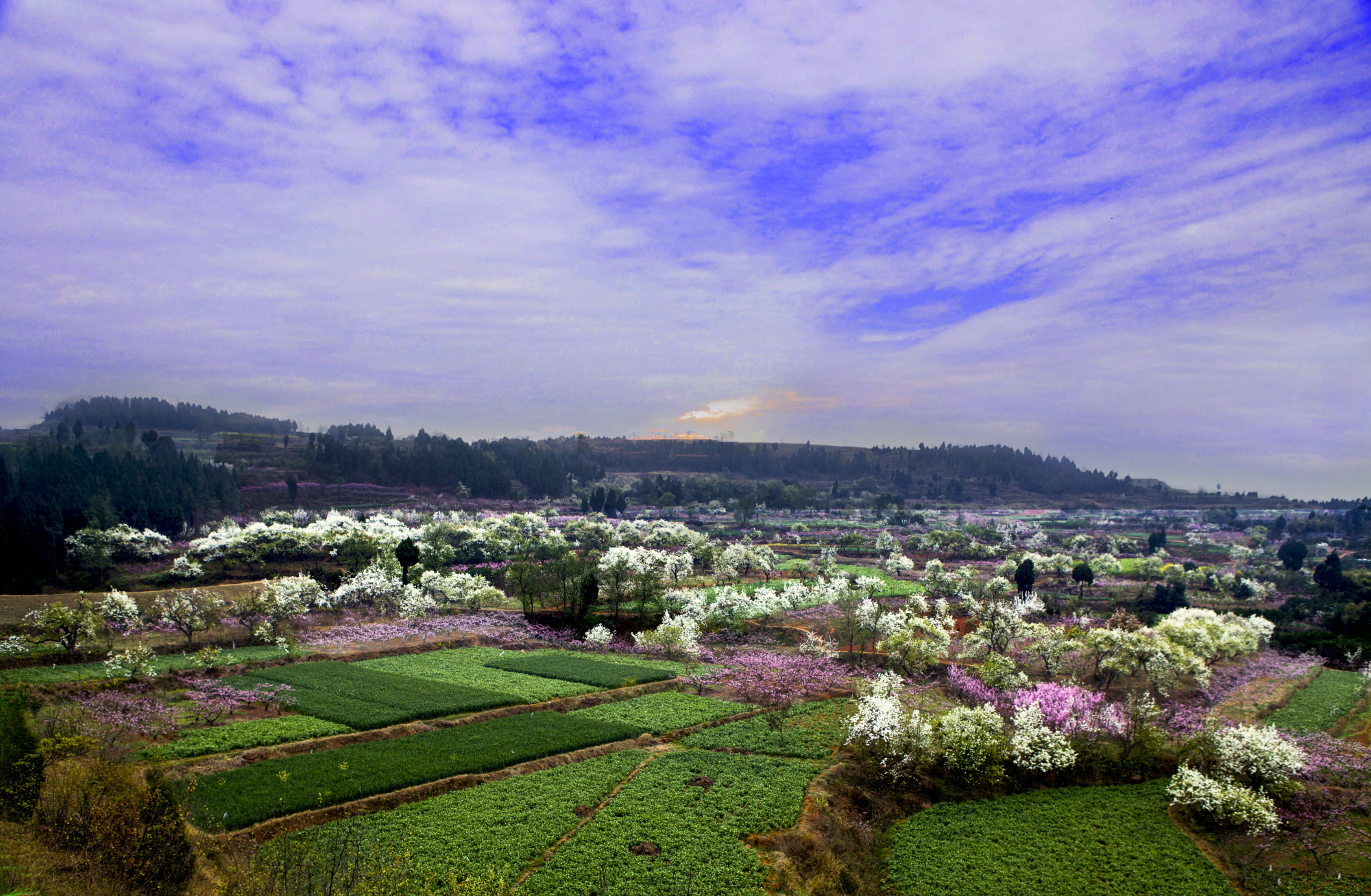 "花果 文艺"完美cp!广汉松林,从小山村到旅游网红打卡地