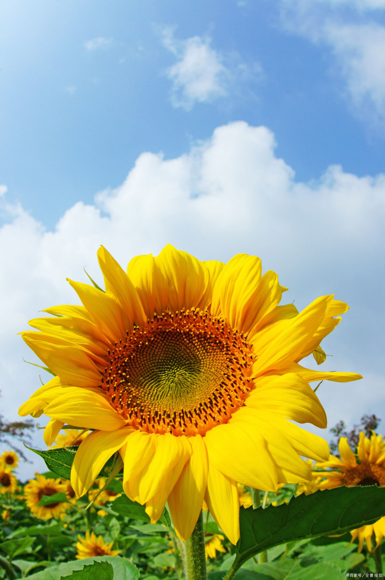 夏日里的向日葵"更无柳絮因风起,唯有葵花向日倾"