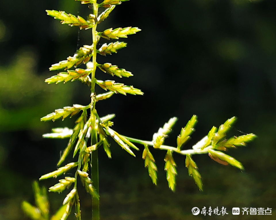 香附子花开,带着特有的香味