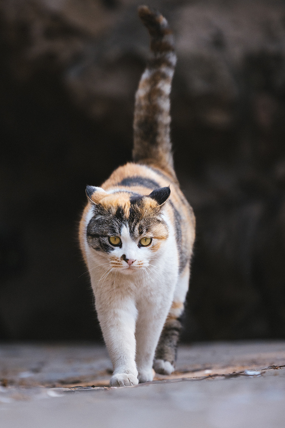 霸气猫咪的街拍很有气势!这样的猫咪太厉害了!