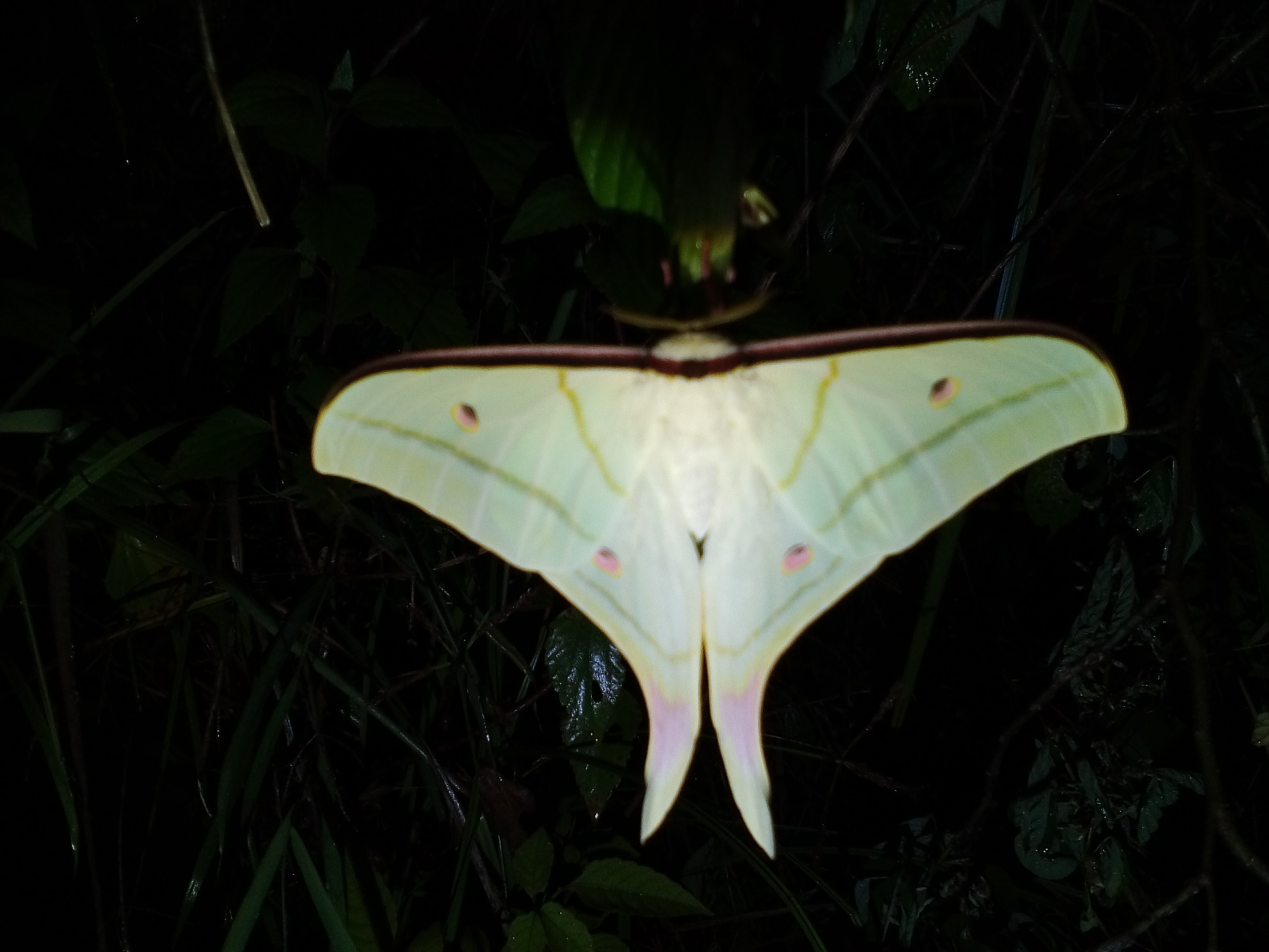 漂亮的扑棱蛾子