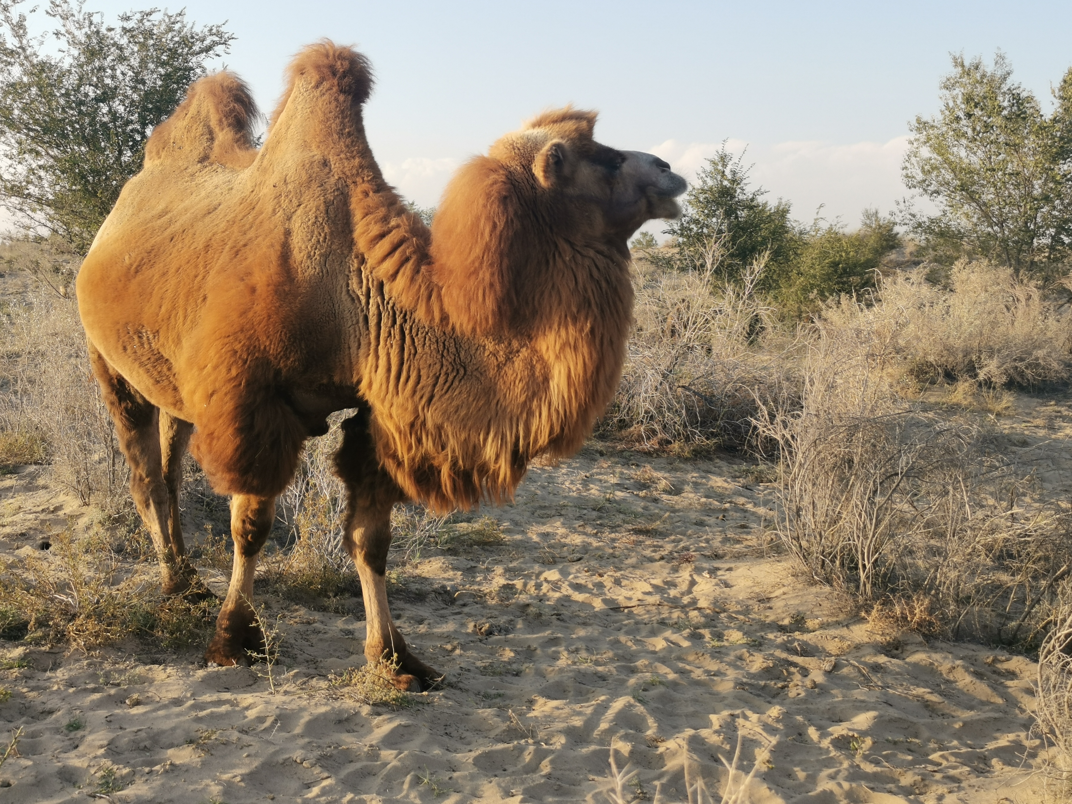 新疆骆驼奶粉厂家:伊犁雪莲乳业有机牧场骆驼养殖基地