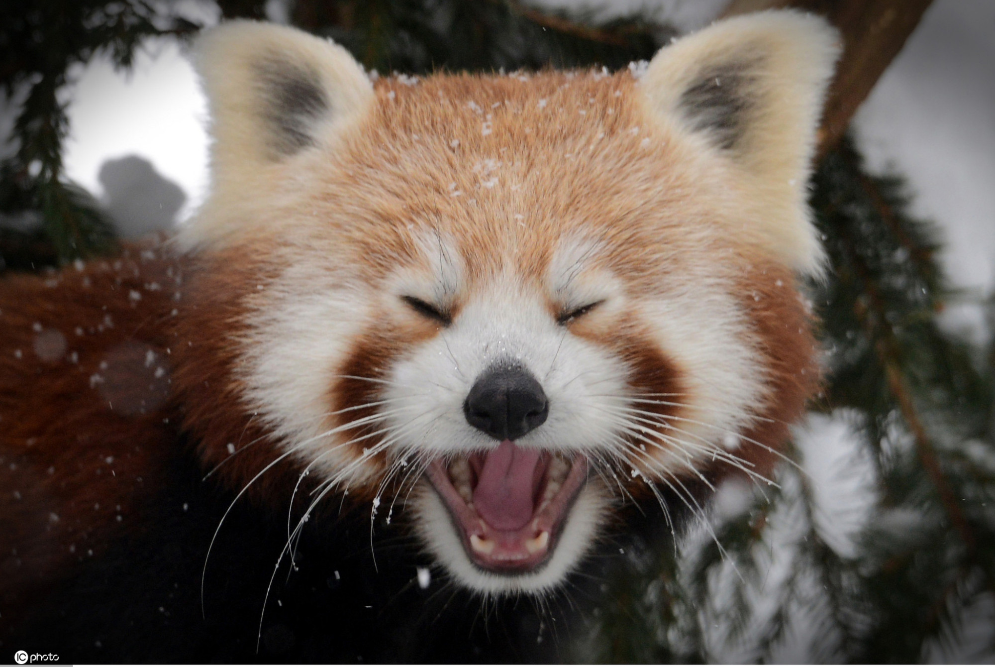 冻傻了!盘点雪天小动物的呆萌"沙雕"趣图