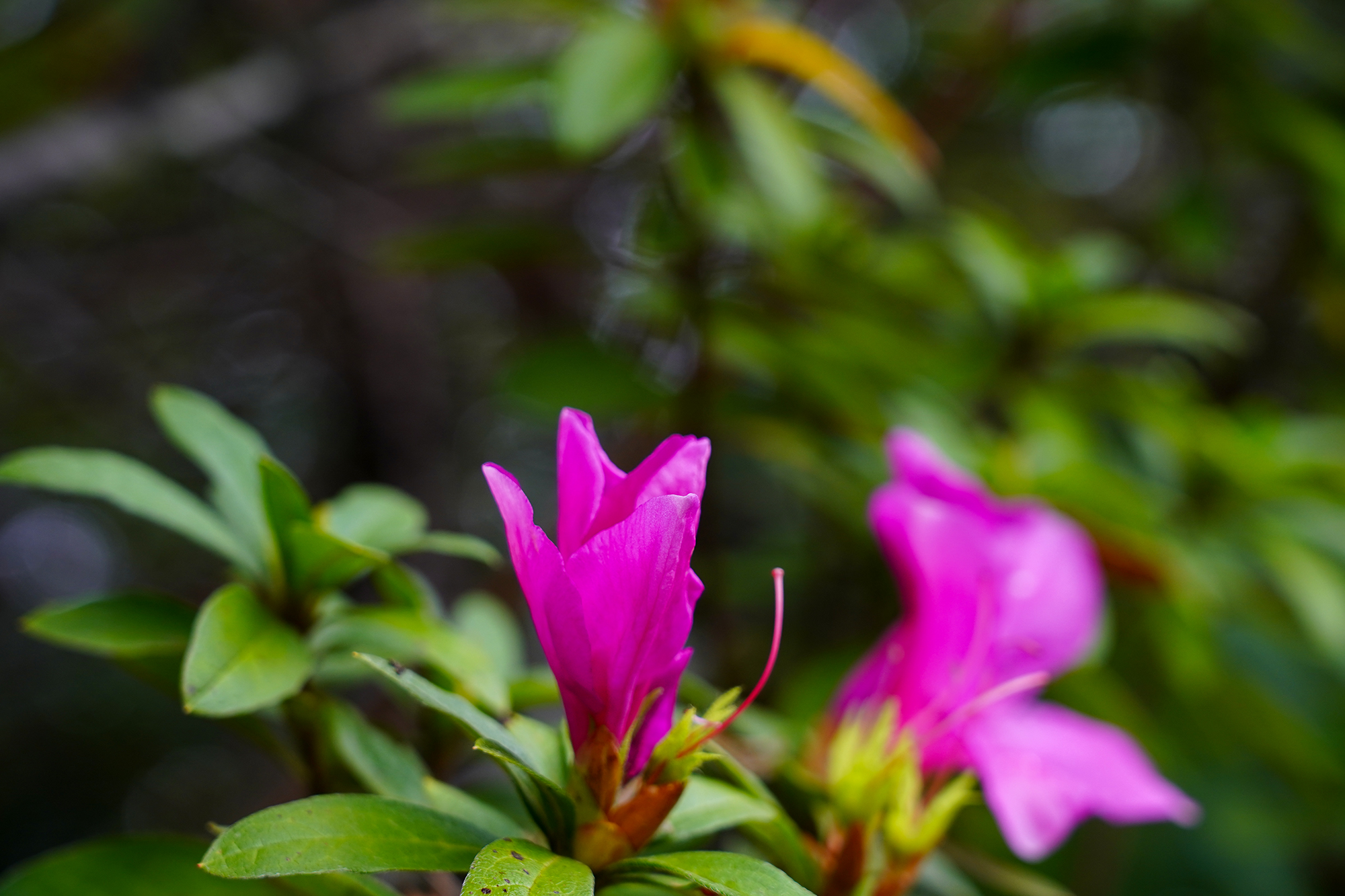山里的杜鹃花