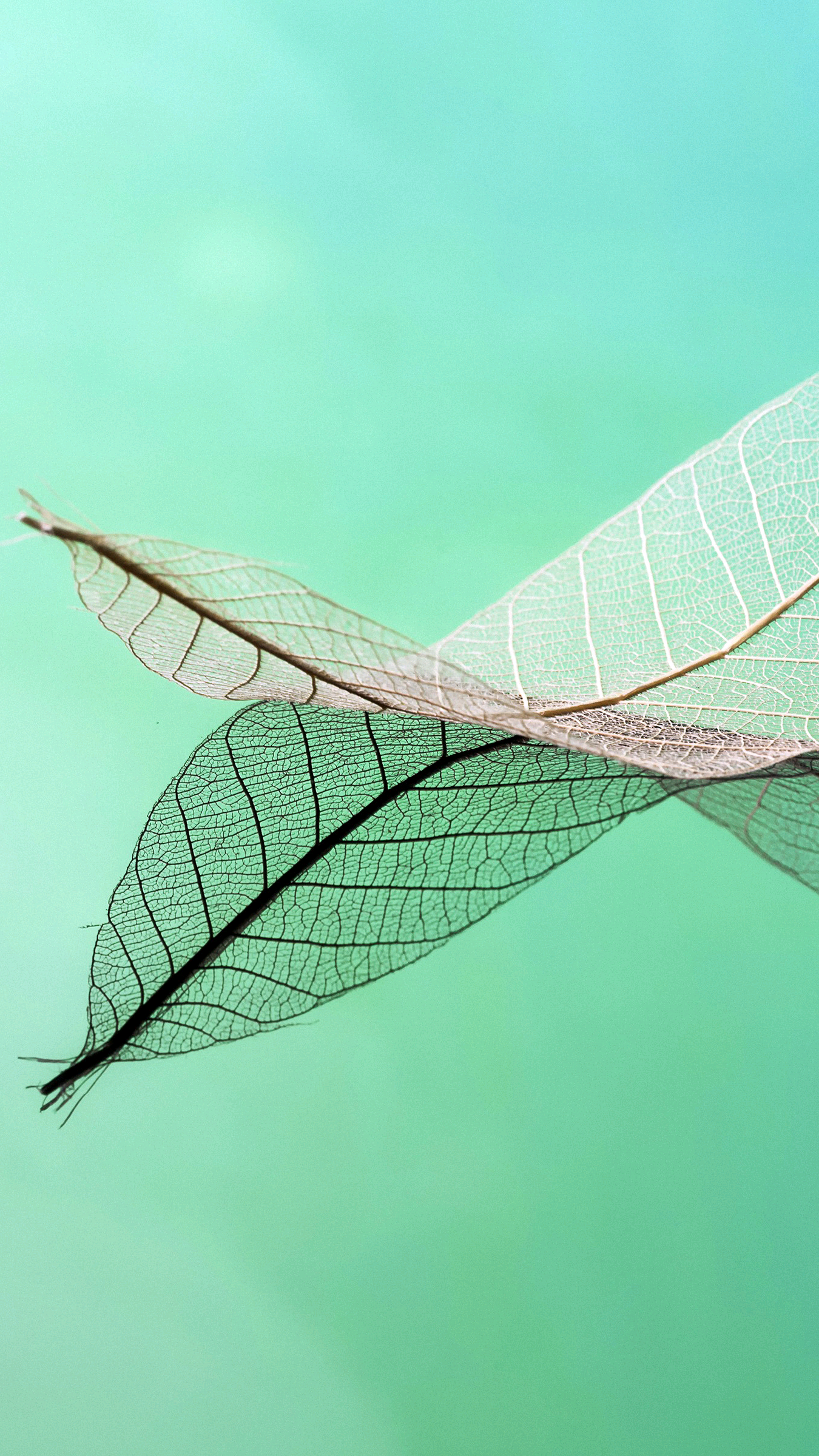 超高清浅色系壁纸图片