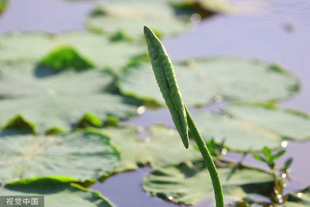 江苏灌云:新荷舒展莲芽 新叶吐蕊