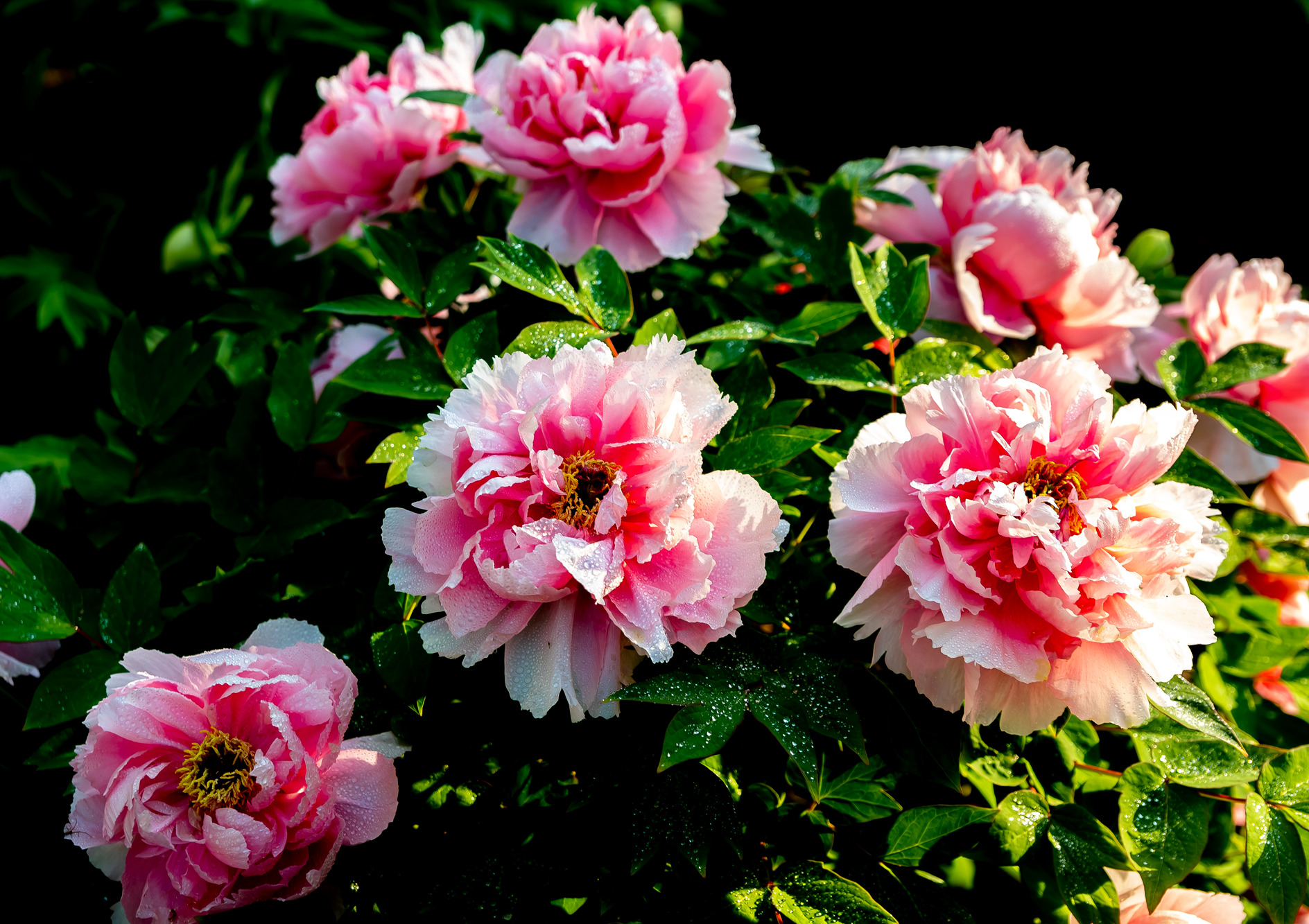 临沂牡丹花开正艳 引市民驻足赏花正当时
