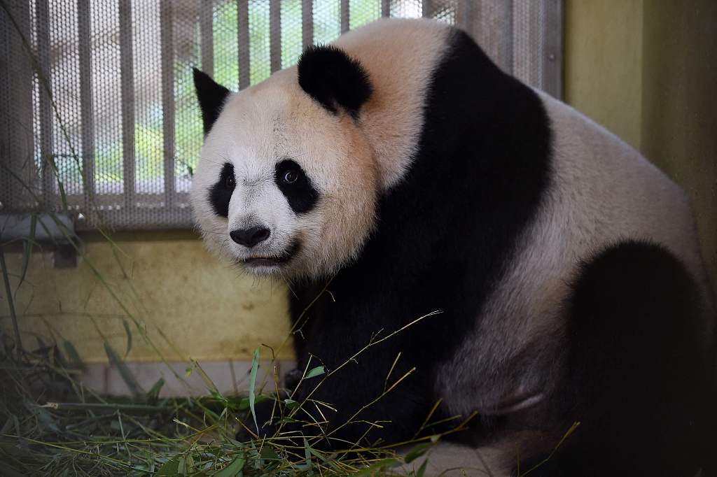 法国大熊猫欢欢图片