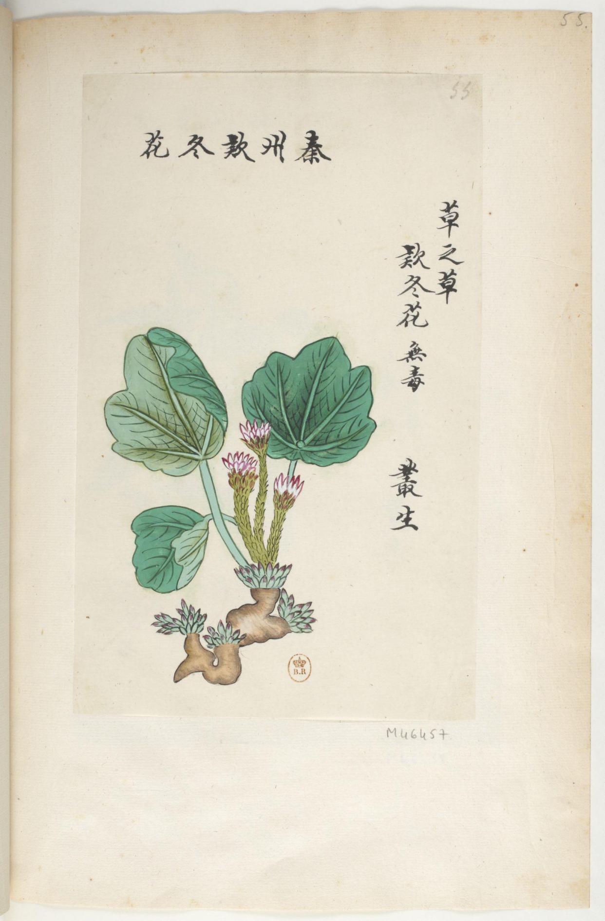 好看的手绘中药植物图谱,看看你认识吗?