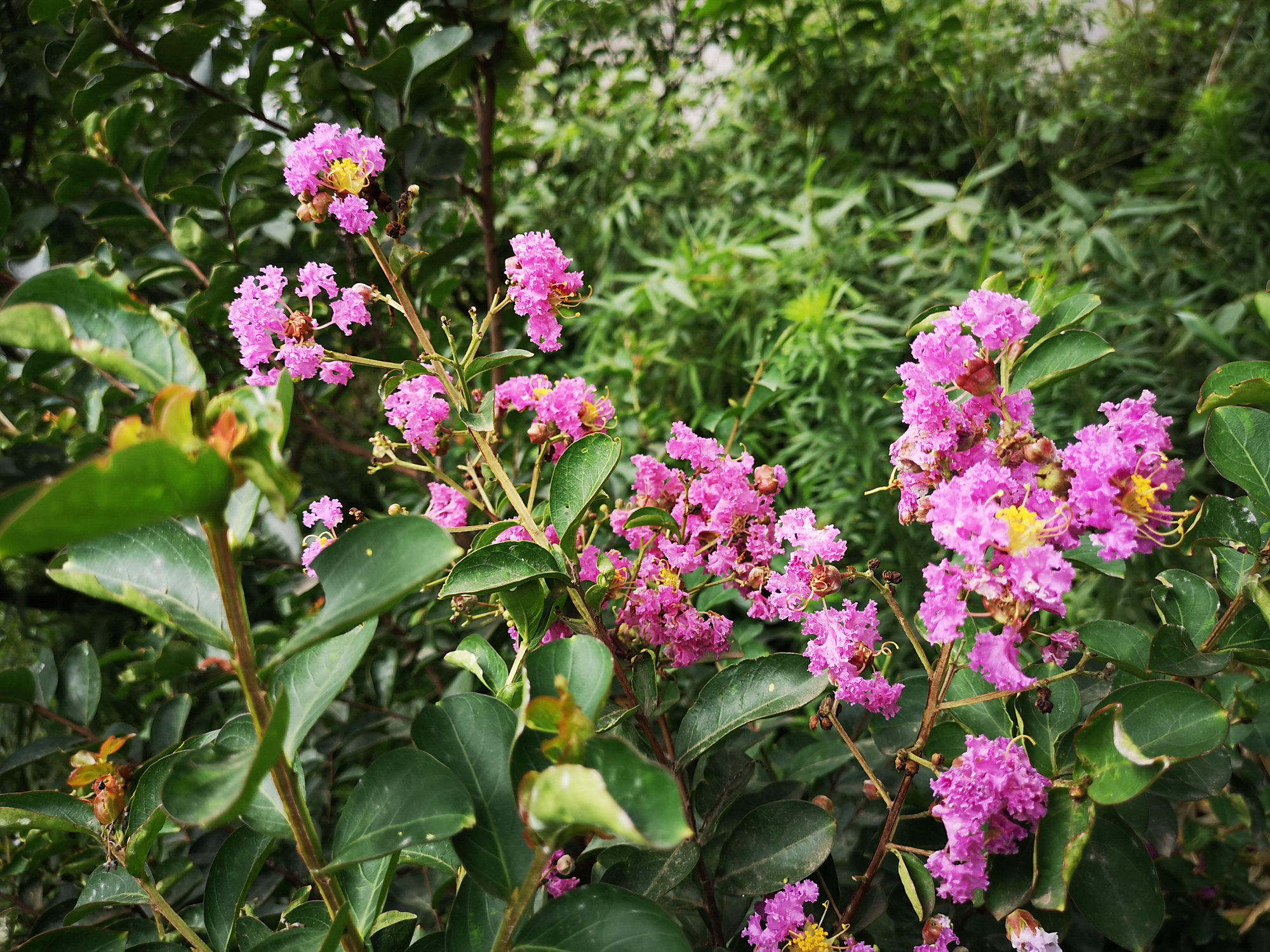 夏季开花的树,紫薇花芳香浓郁