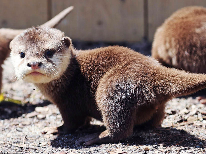 日本小爪水獭萌态十足 欢快玩耍惹人爱