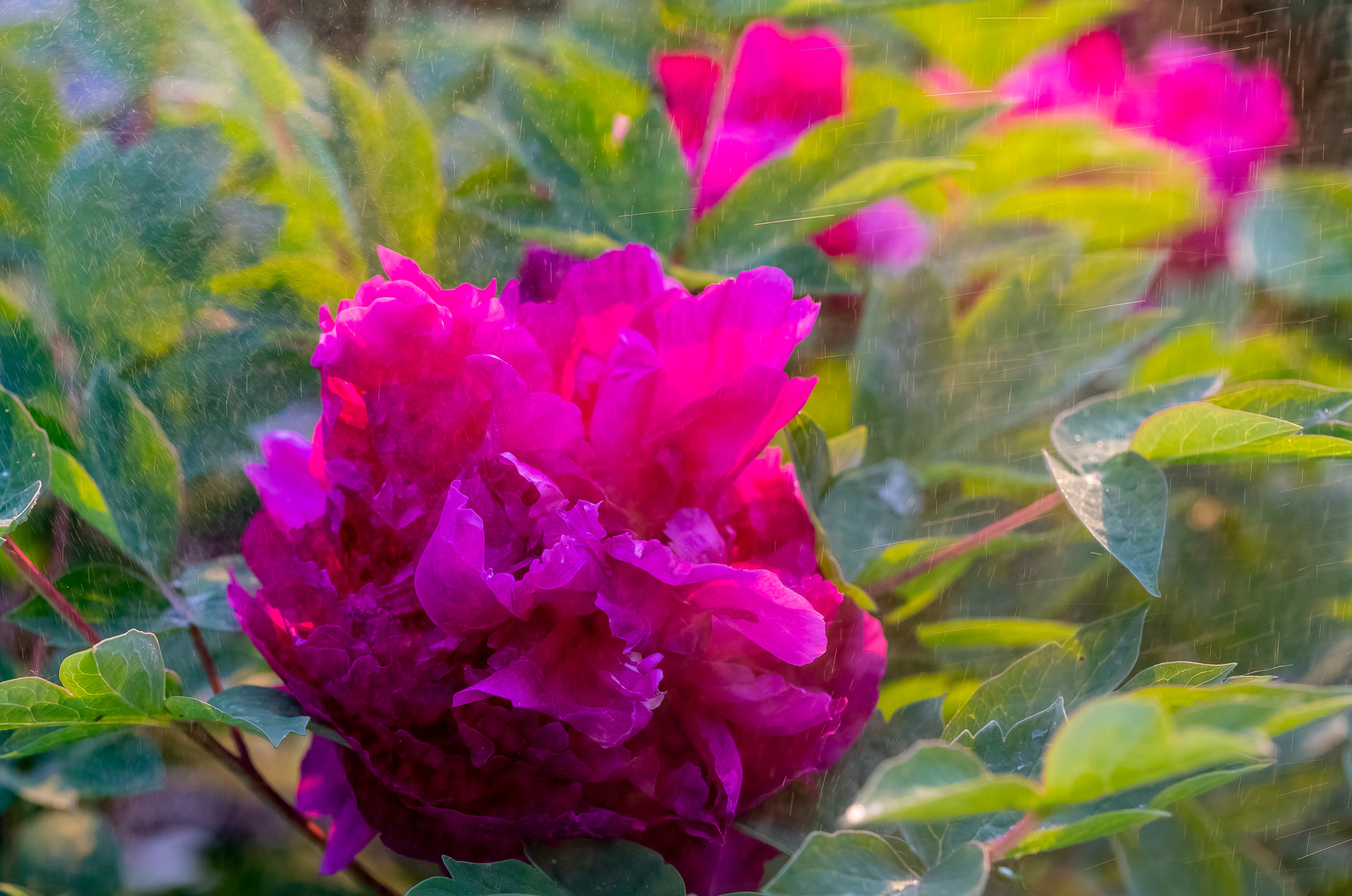 临沂牡丹花开正艳 引市民驻足赏花正当时