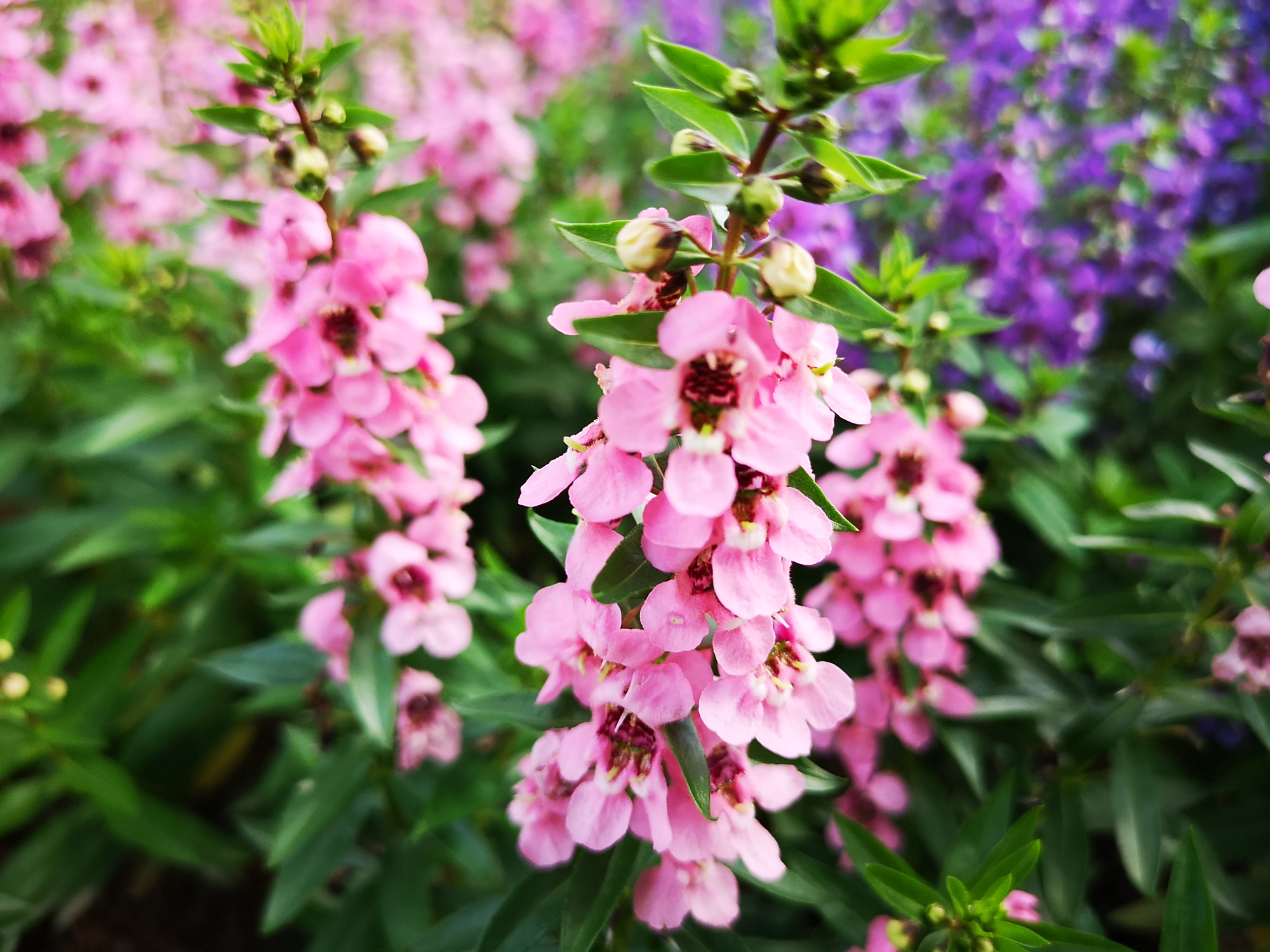 香彩雀,盛开遍野的绚丽小花朵