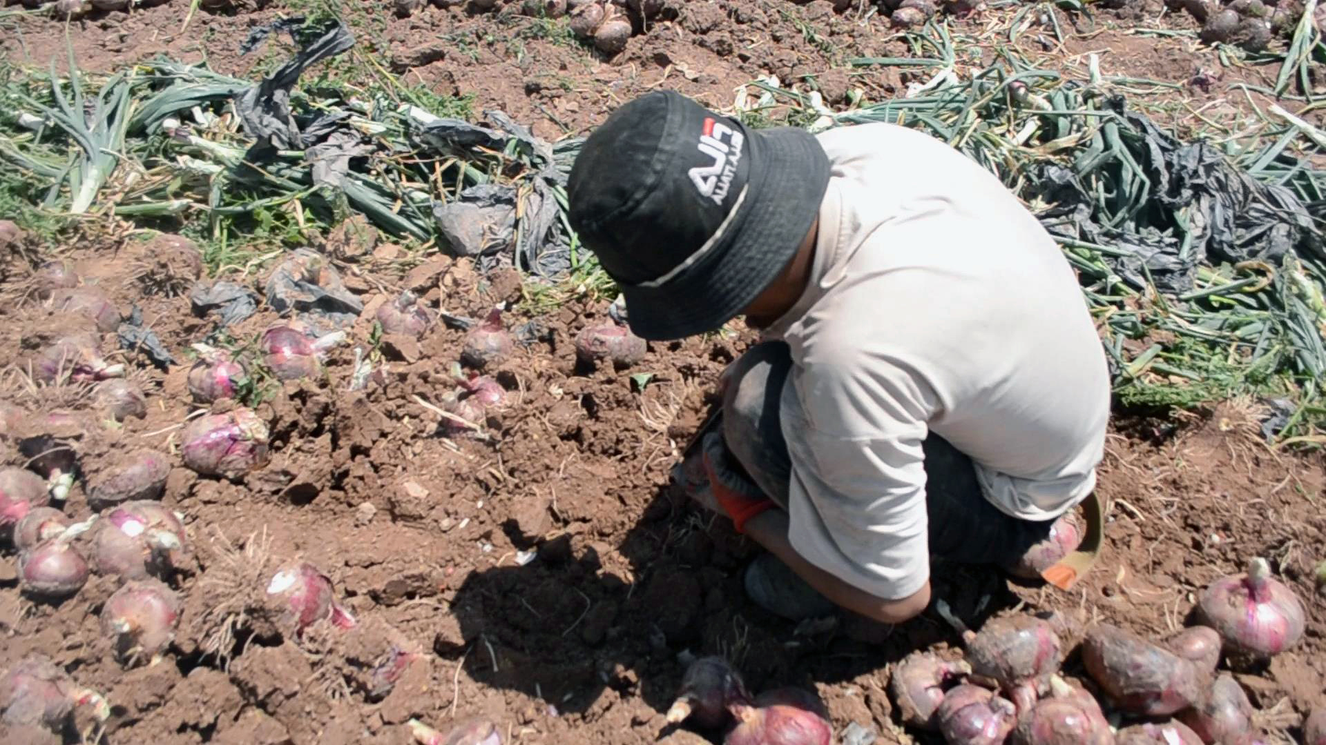 葱头- 热门商品专区