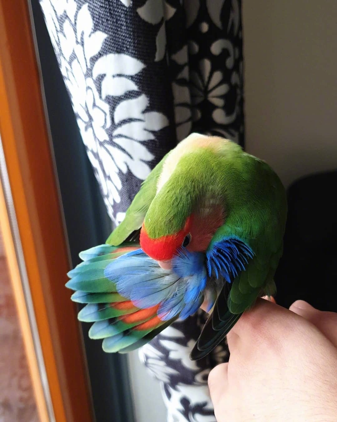漂亮可爱的绿桃鹦鹉有趣活泼,鲜艳的羽毛太亮眼了!