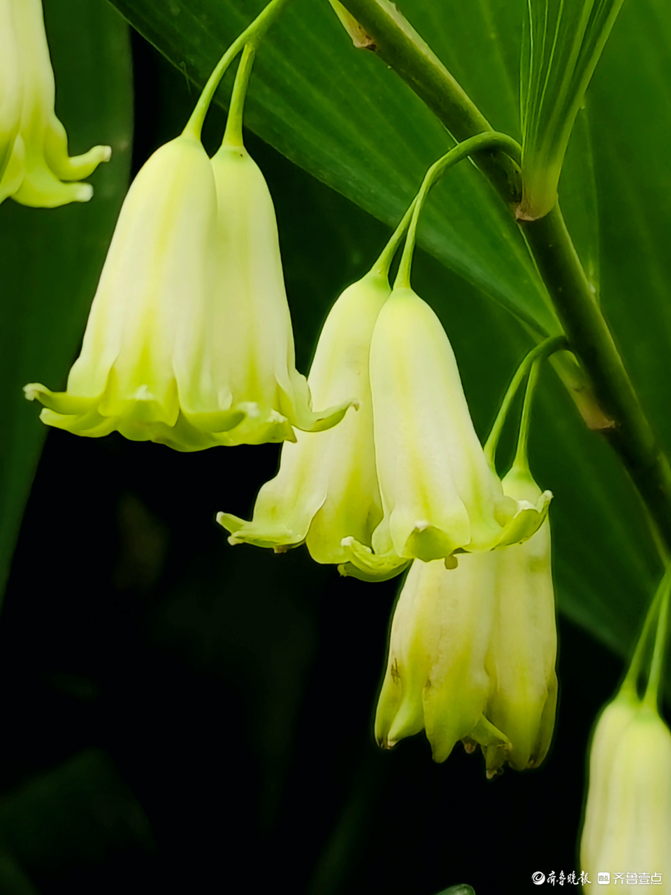 玉竹花有着独特魅力,花朵好似小风铃