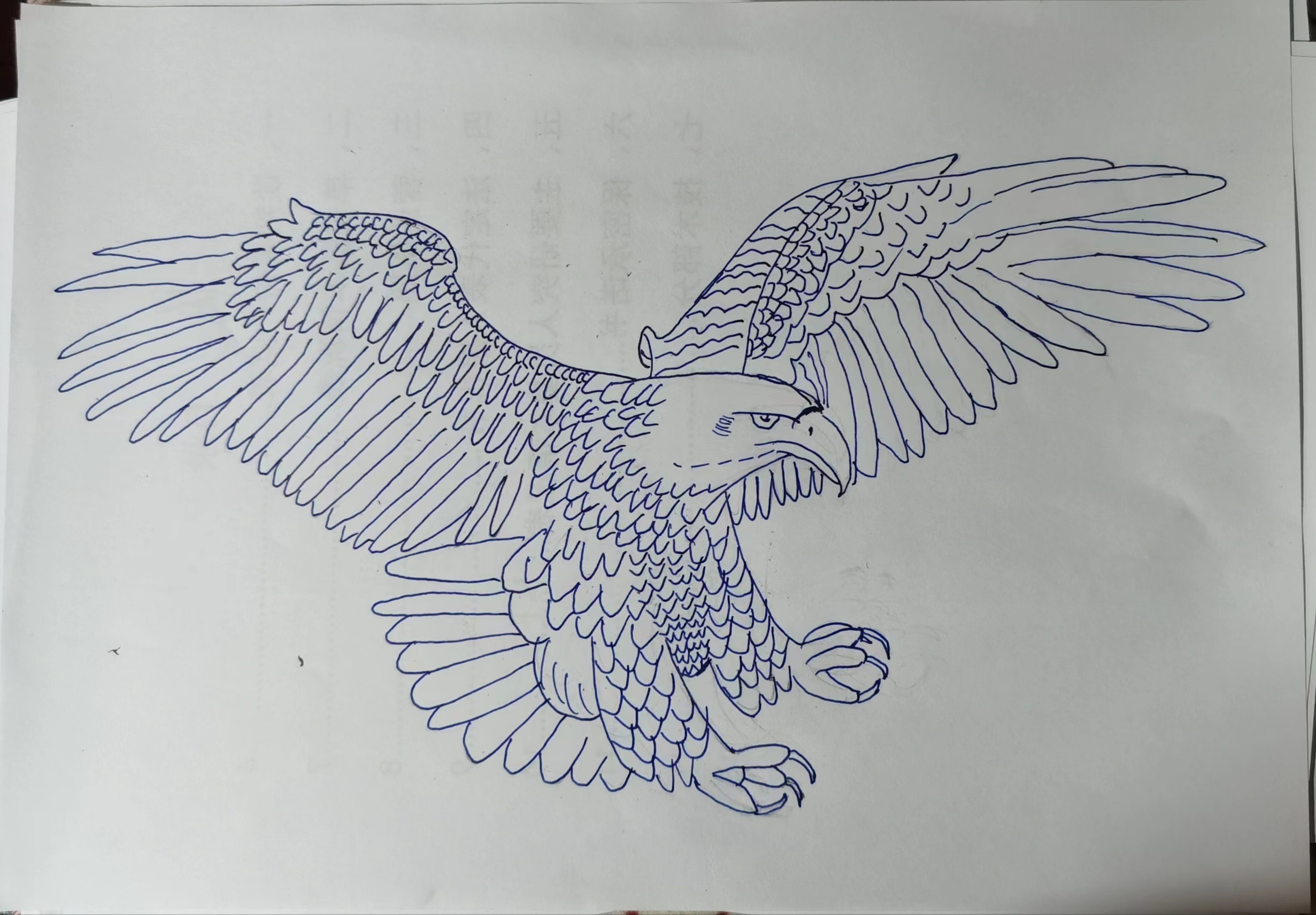 鹰的绘画过程——本人手绘钢笔画