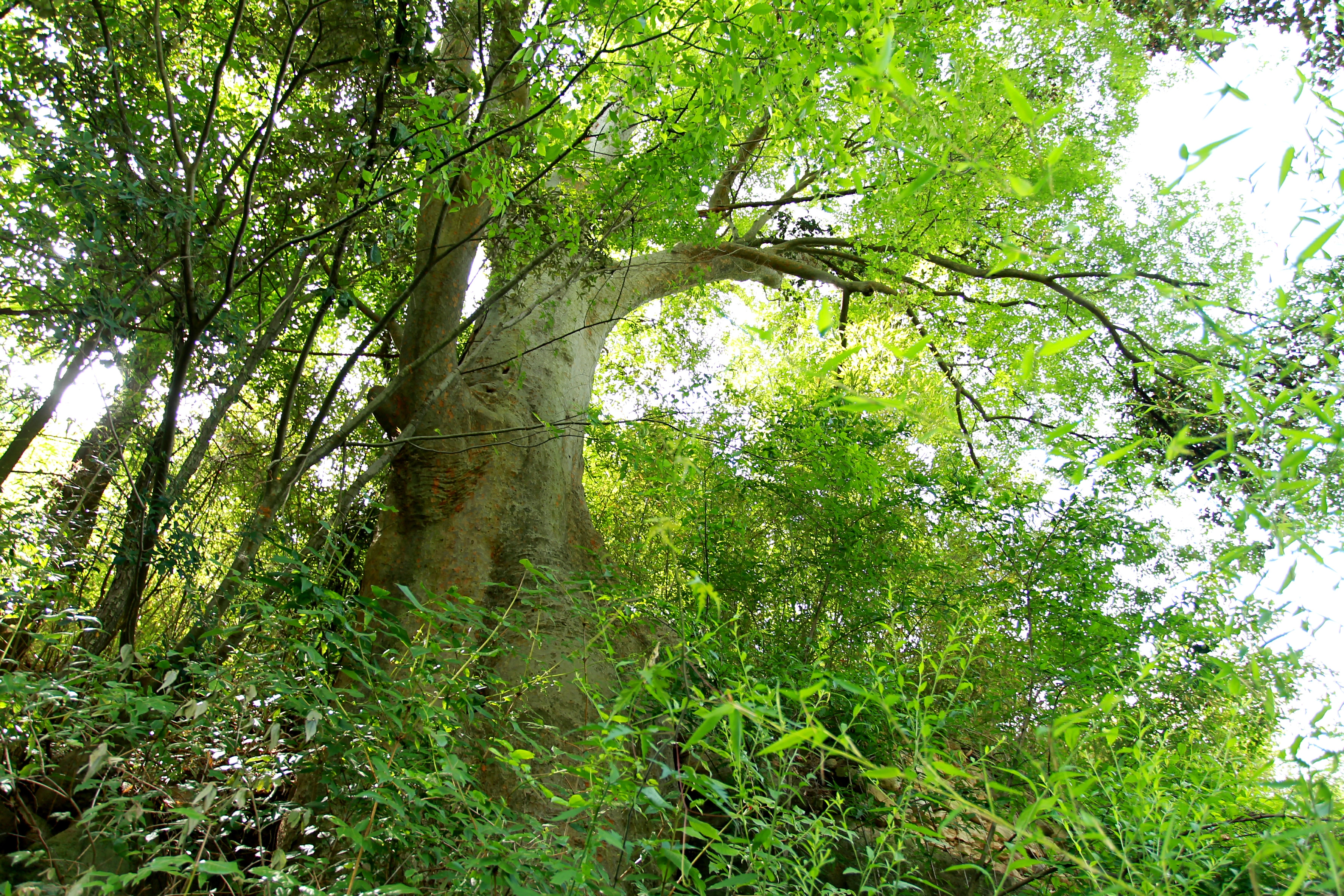 罕见!房县惊现千年古树,树干粗壮需4人拉手环抱