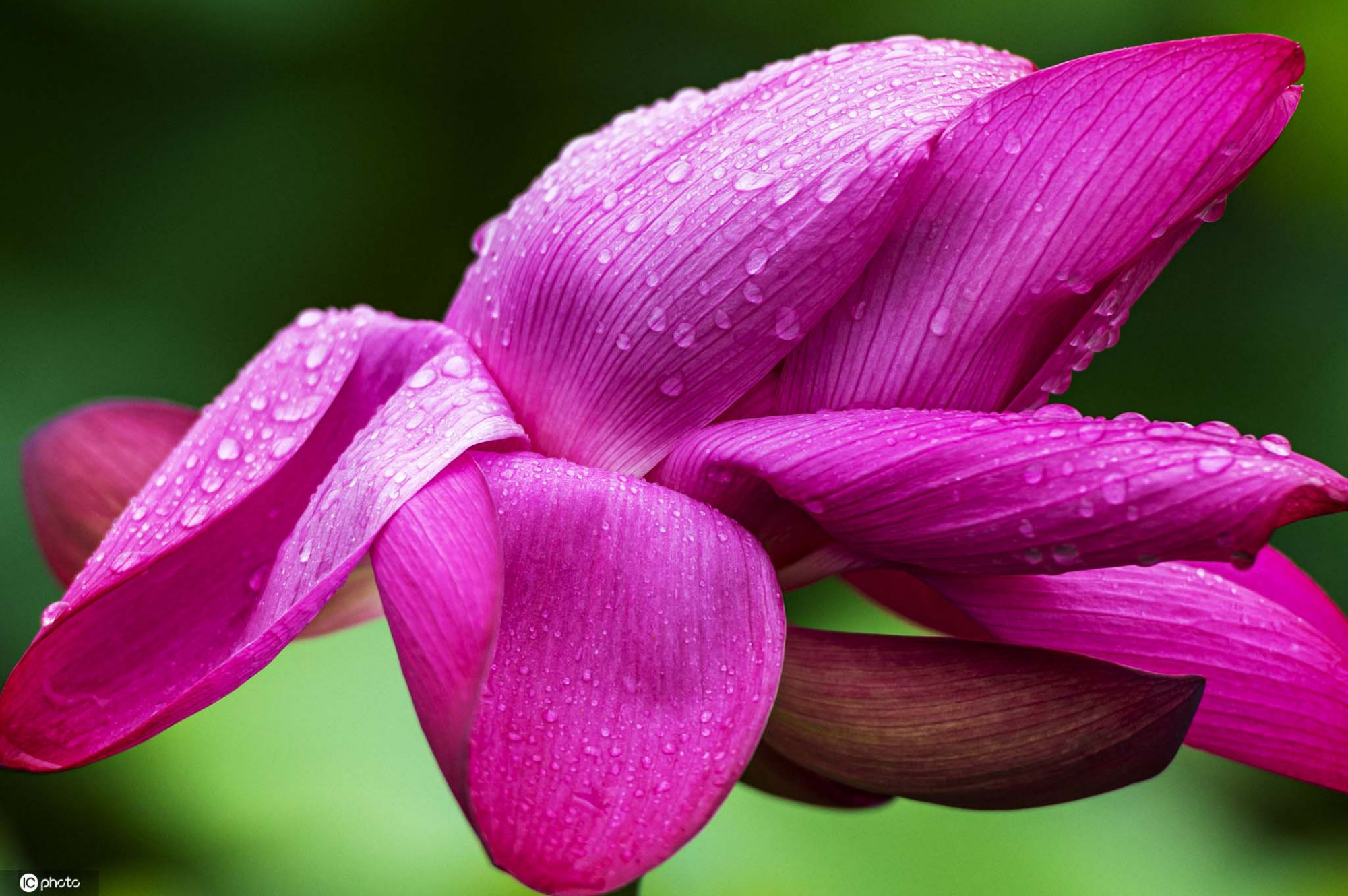 武汉大雨后荷花娇艳欲滴清香四溢别有一番风味