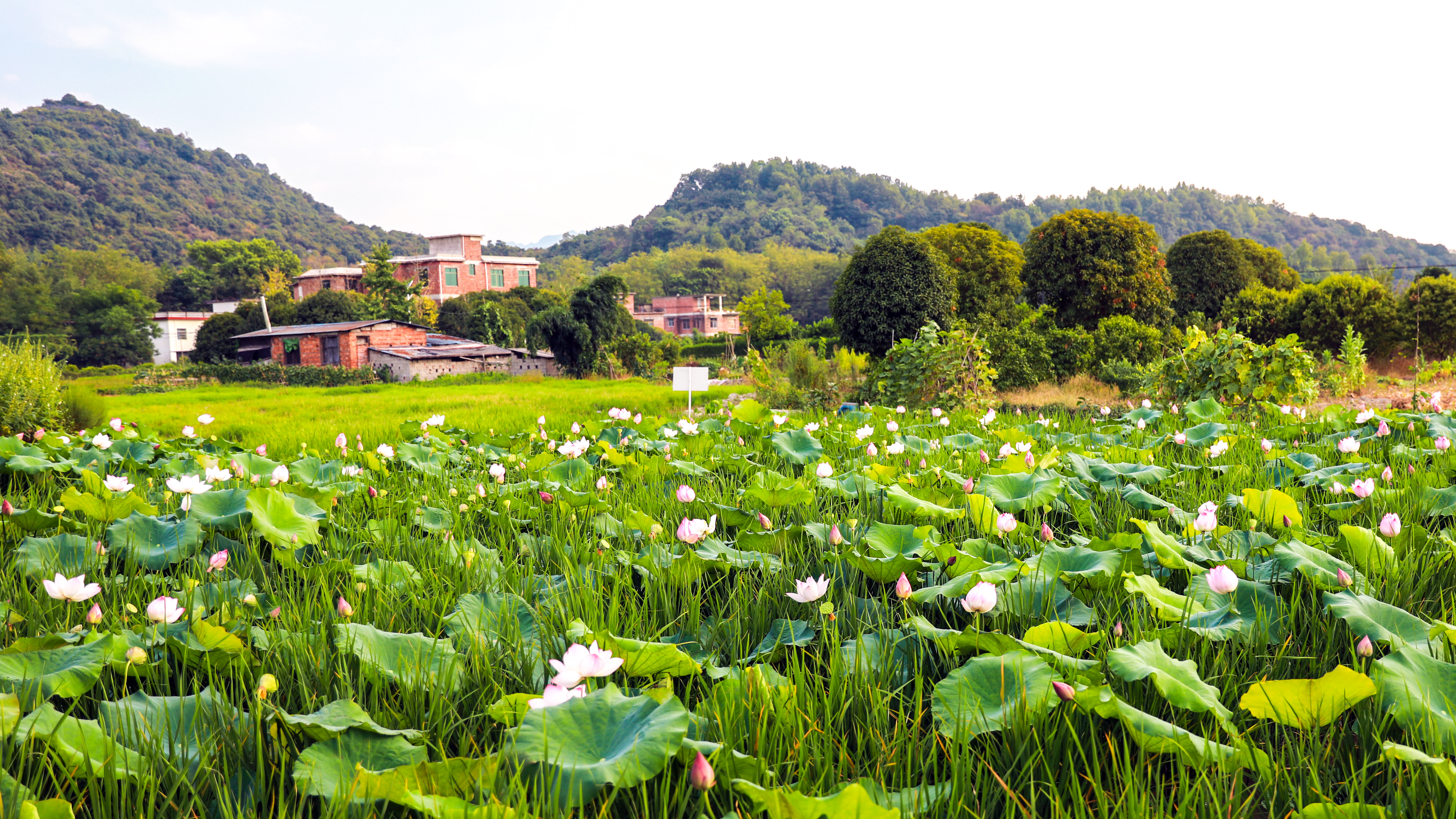 全州县大碧头国际旅游度假区局部美景