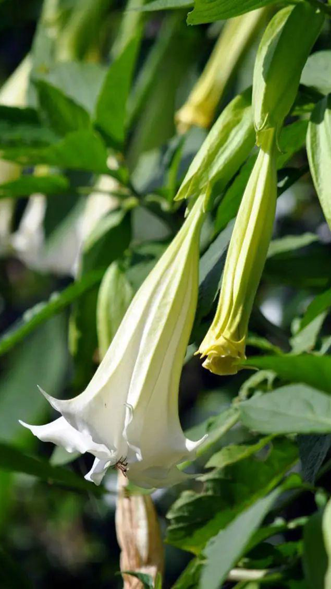 曼陀罗(茄科曼陀罗属植物)