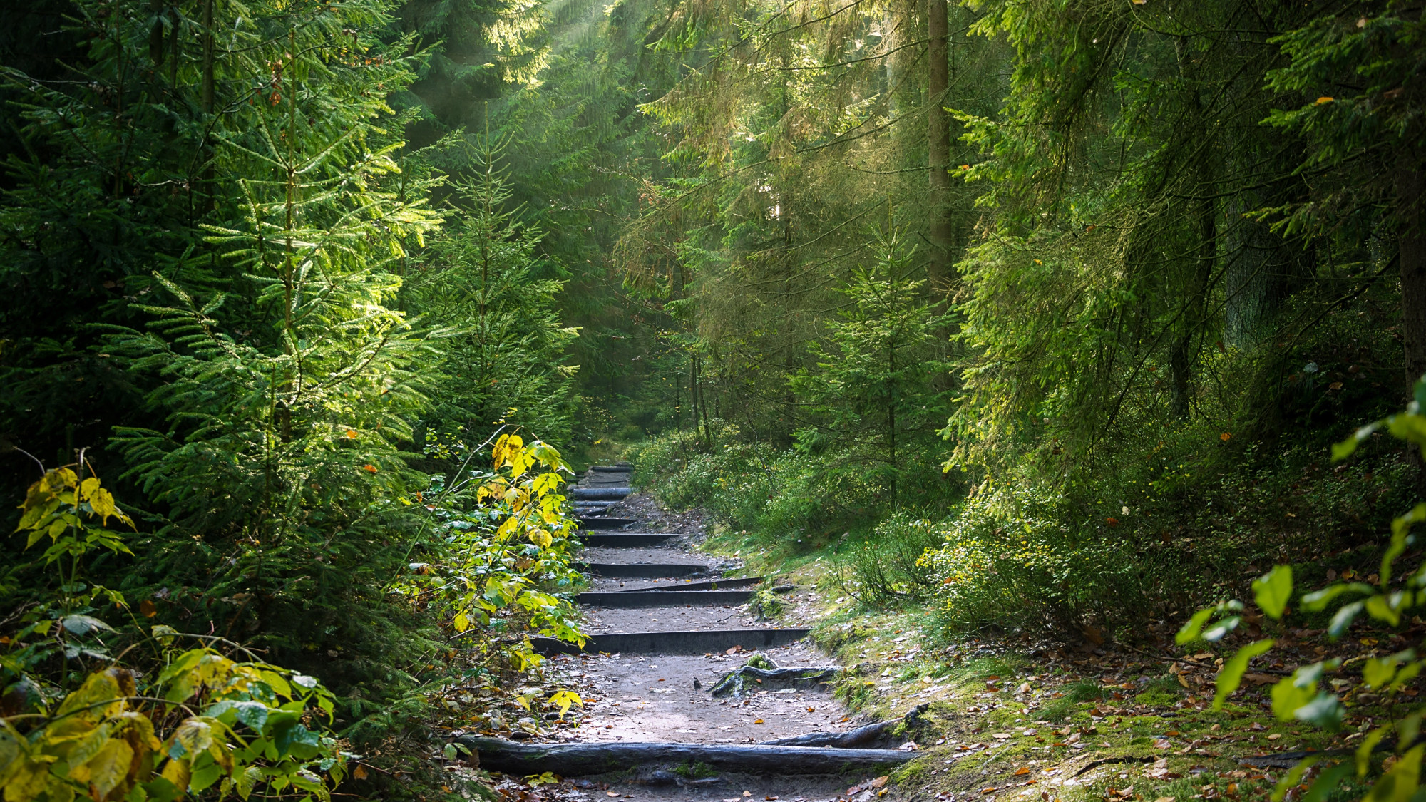 图集:分享一组林间小路风景壁纸,欢迎收藏!