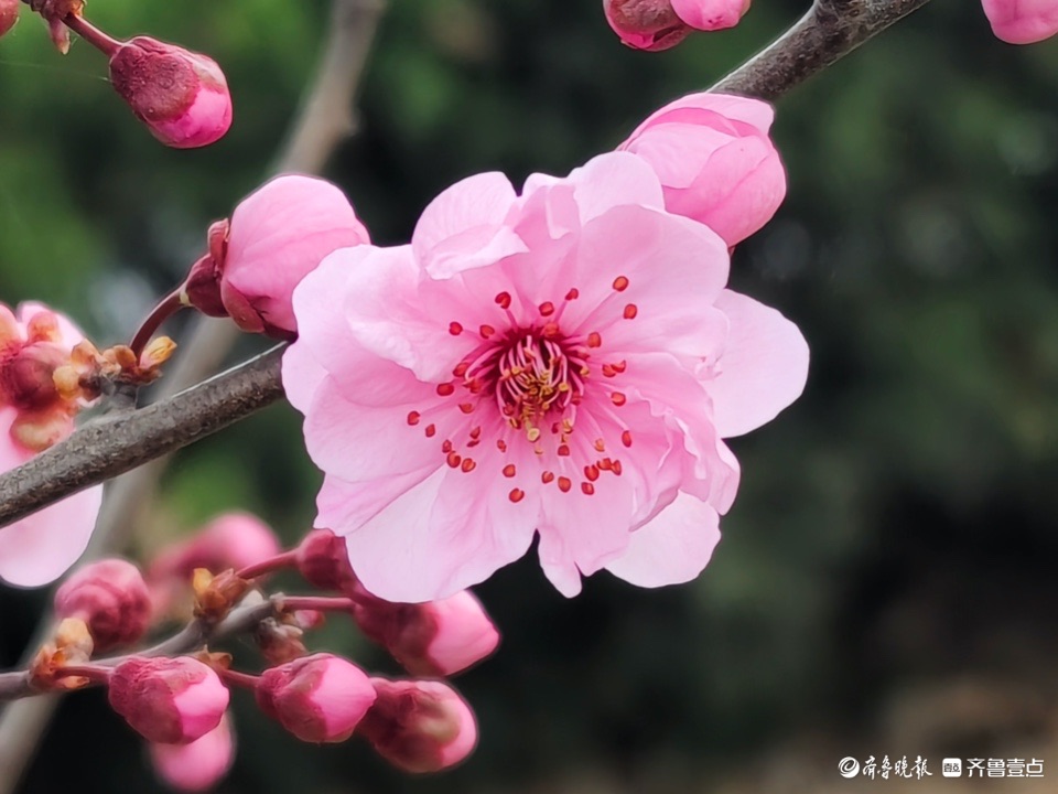 美人梅花团锦簇