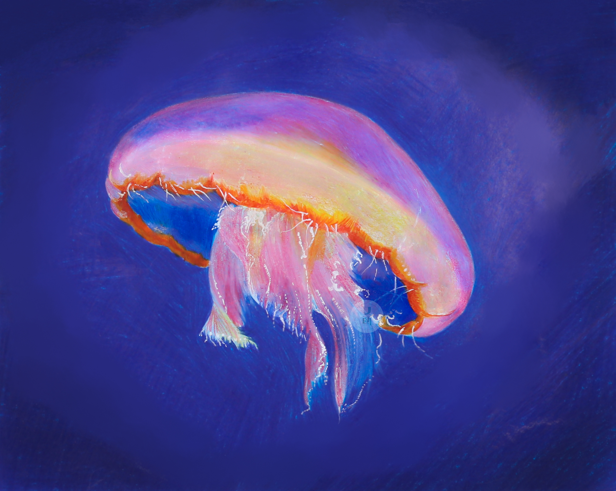 彩铅 水母系列 合集