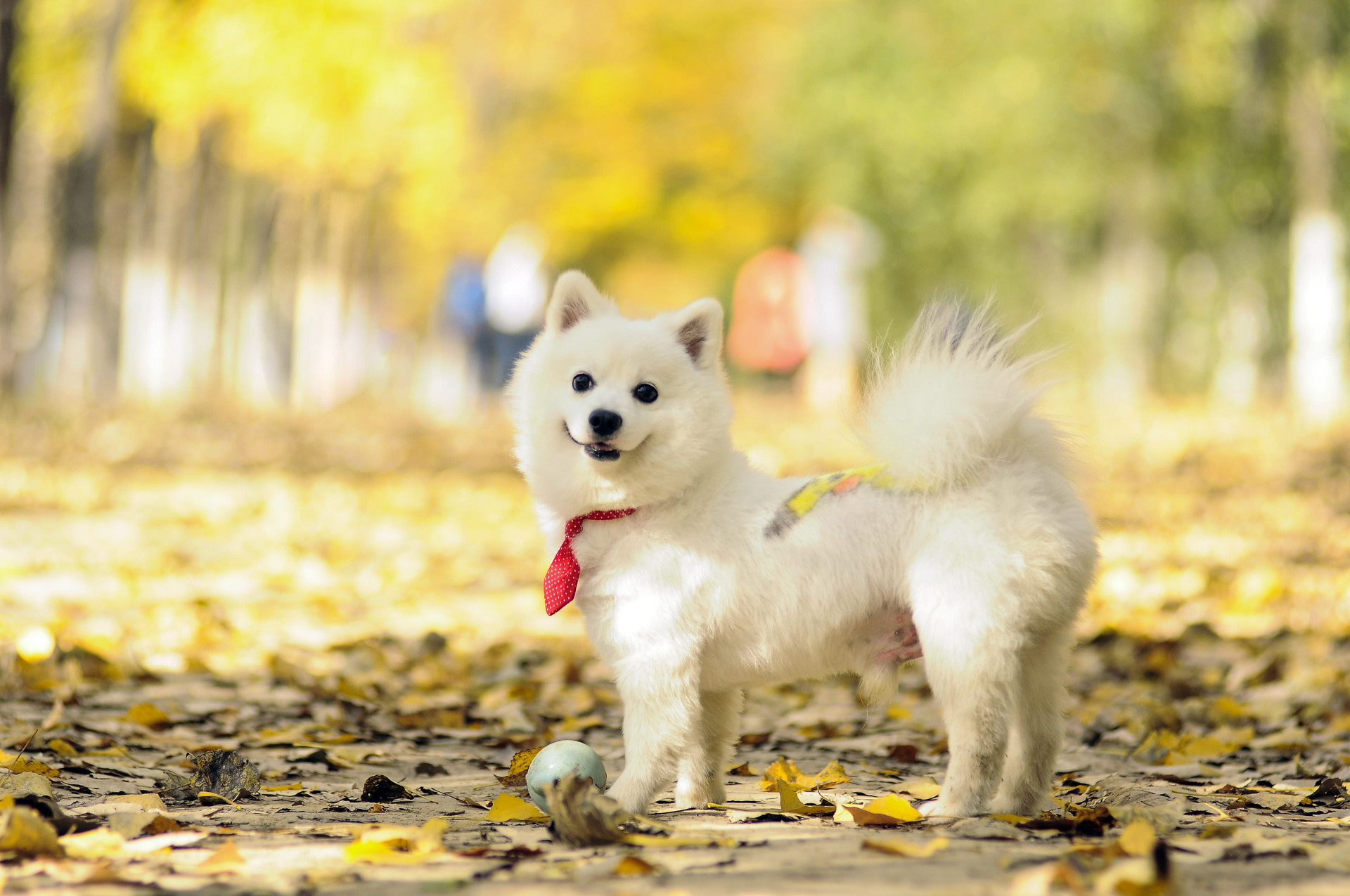 图集:给分享一组十分可爱的狗狗壁纸,值得收藏!