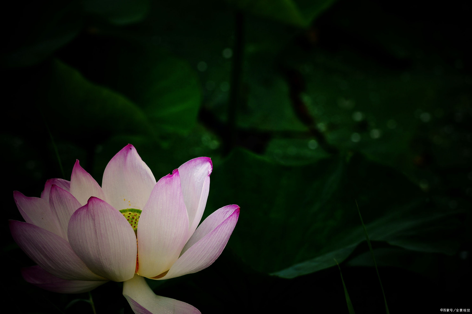 有意境的荷花摄影"涉江玩秋水,爱此红蕖鲜"