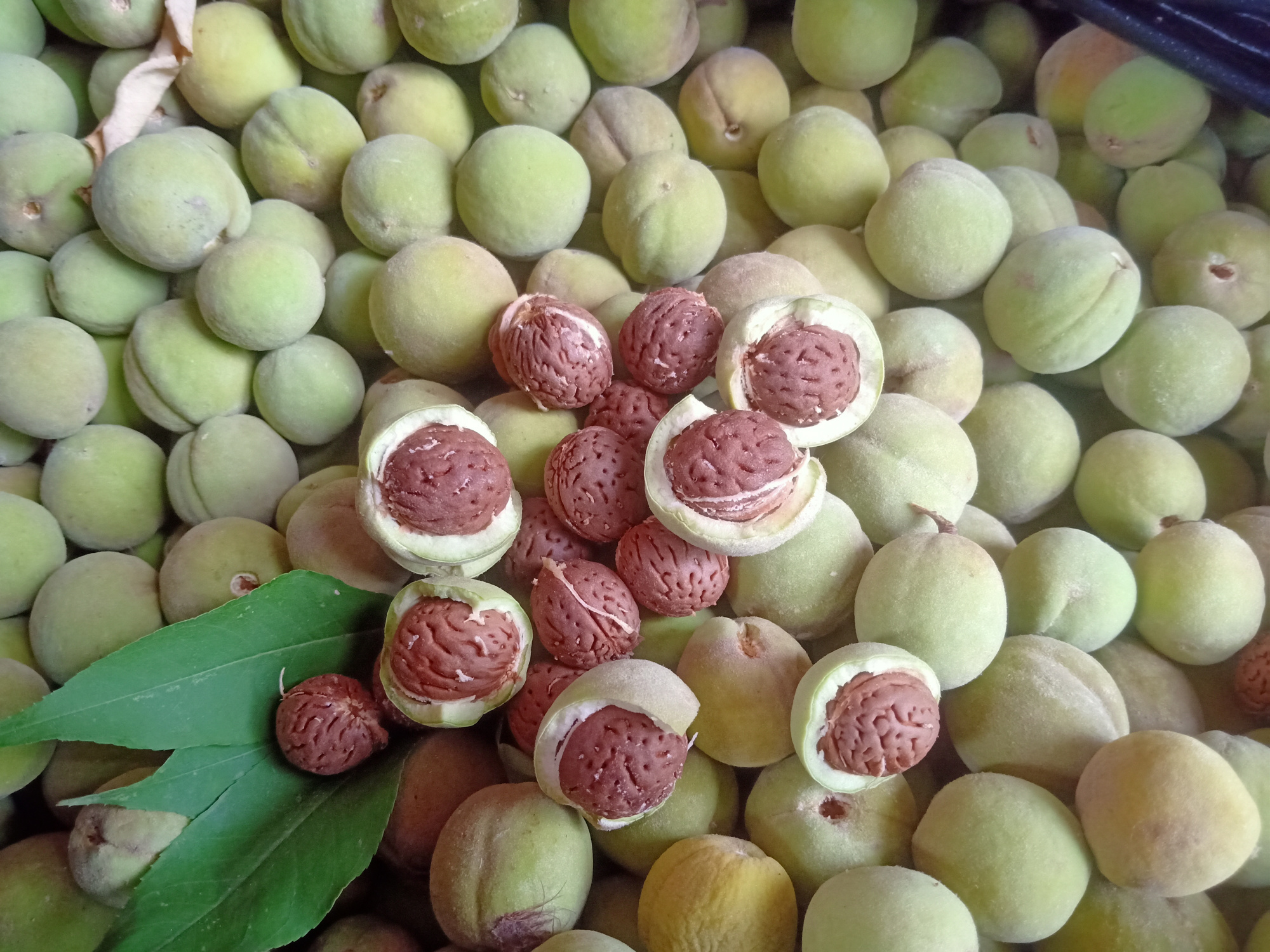 小山野桃慢慢成熟了,今天采摘了一些,虽然不能吃但是桃核价值高