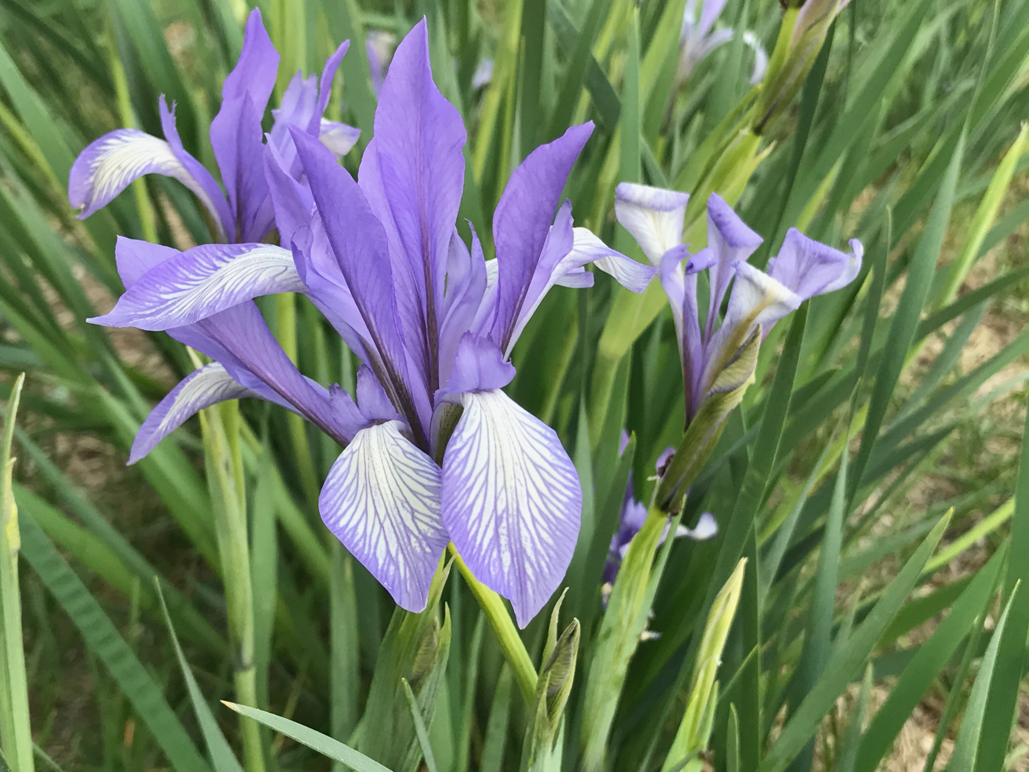 它是内蒙古的省花,草原上随处可见,过去千家万户能见到它的影子