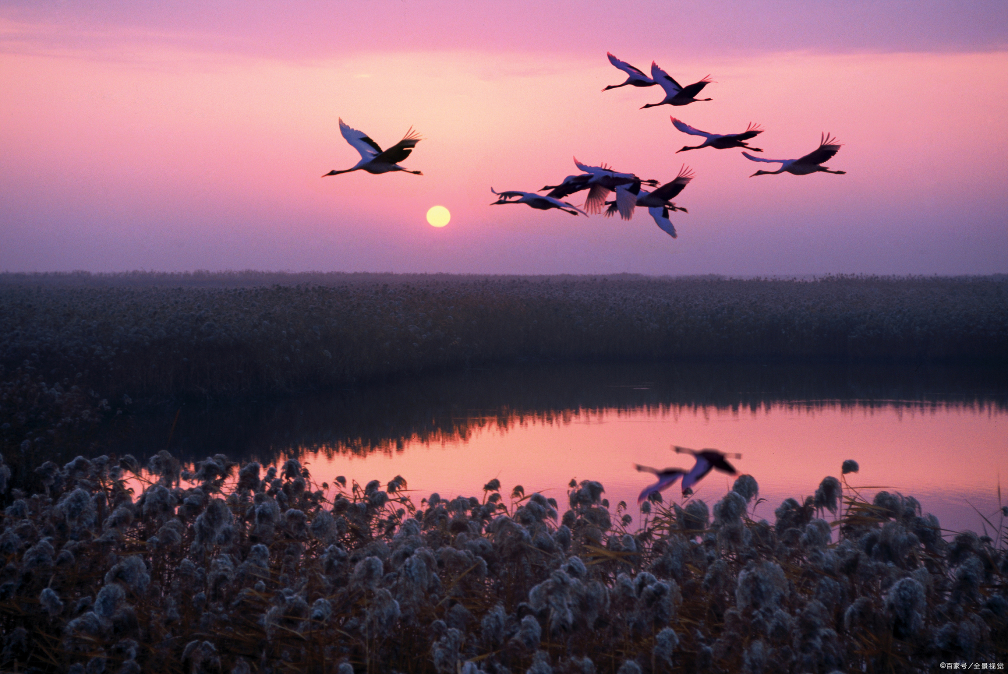 秋天的大雁"残暑蝉催尽,新秋雁戴来."——唐代:白居易
