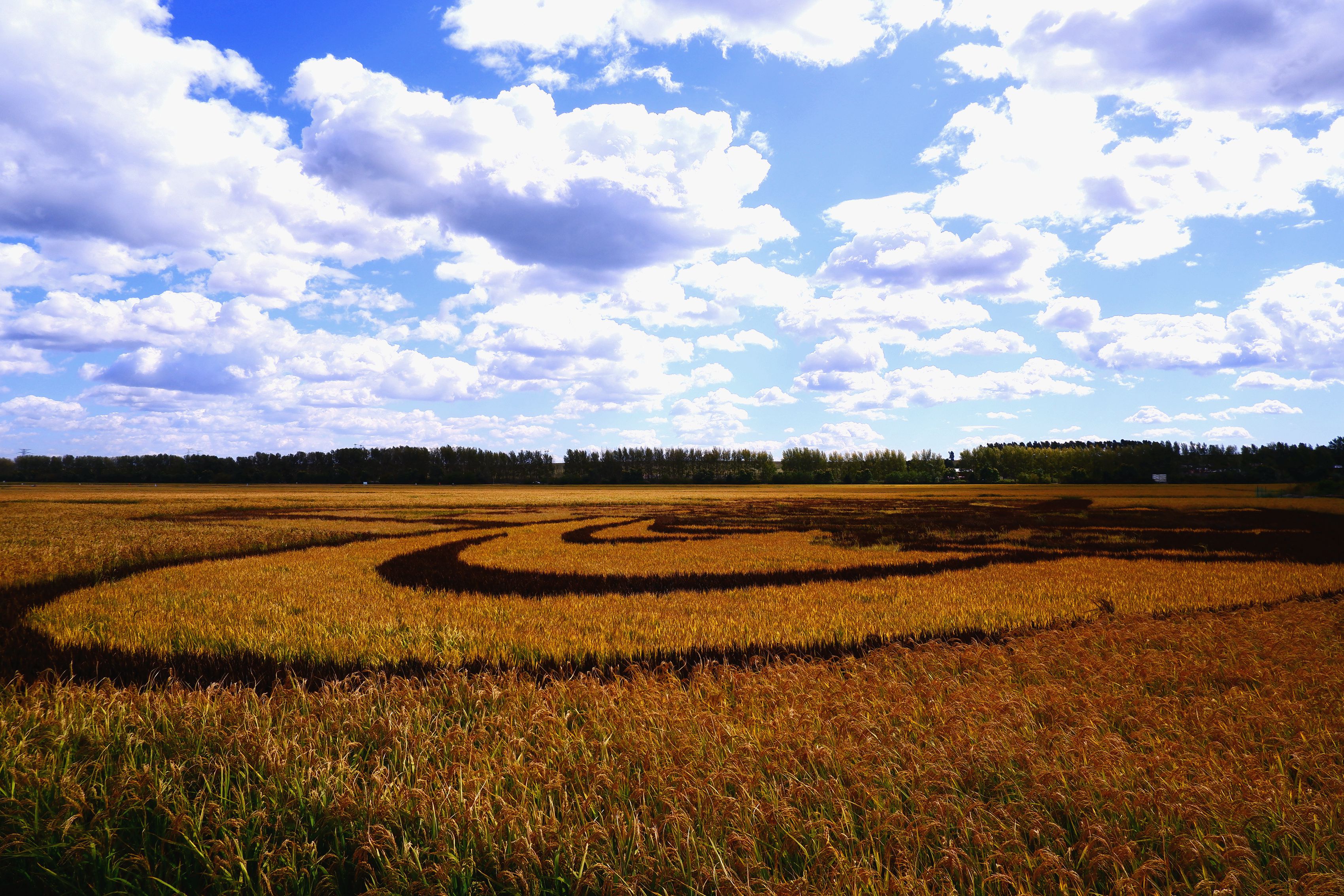 黑龙江阎家岗农场稻田画 秋色"丰"景醉游人