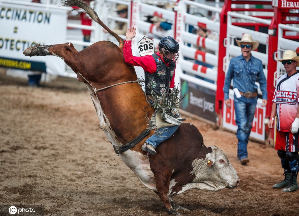 加拿大卡尔加里牛仔节举行 人仰马翻险象环生