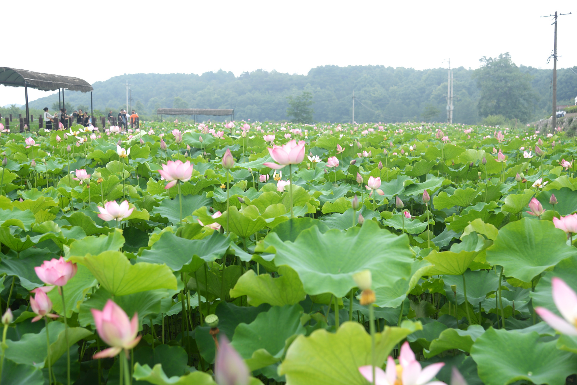 绵阳1个多小时到安州雎水镇的环湖碧荷园,几十亩荷塘等你免费看