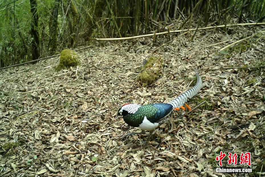 栗子坪野生动物图片