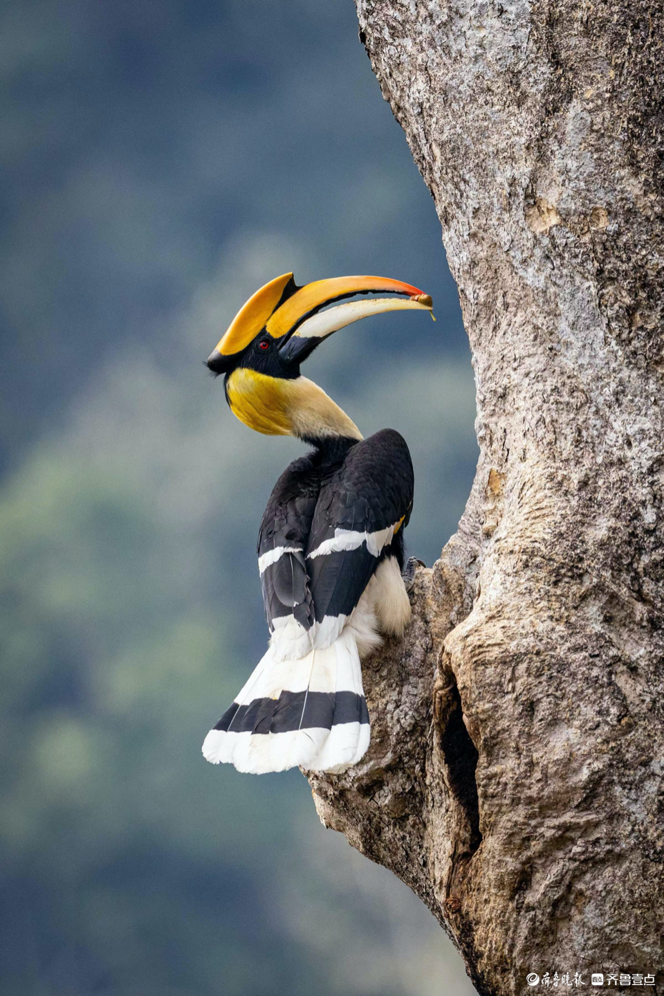 戴"头盔"的双角犀鸟