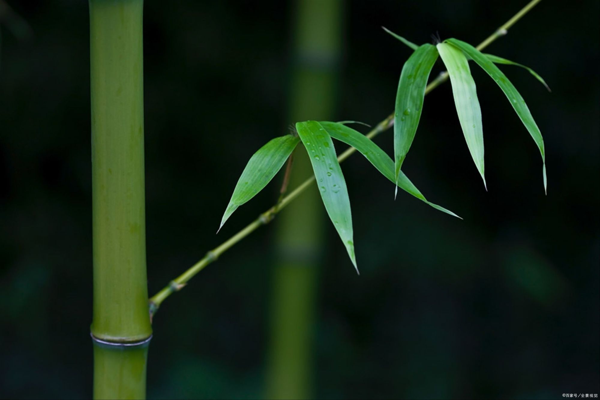 翠绿的竹叶"雨洗娟娟嫩叶光.风吹细细绿筠香"——宋代:苏轼