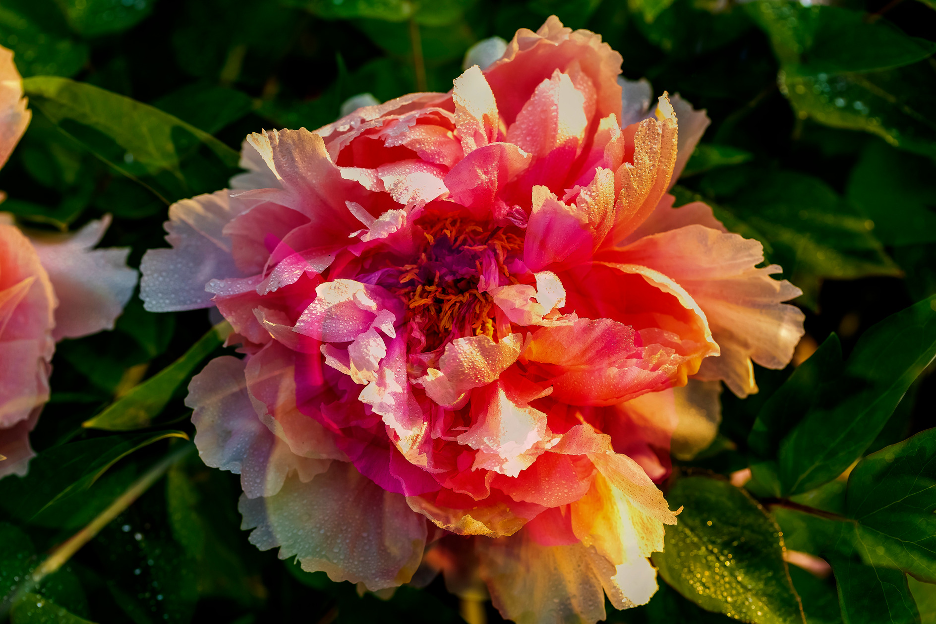 临沂牡丹花开正艳 引市民驻足赏花正当时